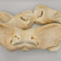 All-Natural Cow & Pig Snouts for Dogs