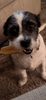 Yak Cheese Milk Chews - Long Lasting Dog Chew Treat
